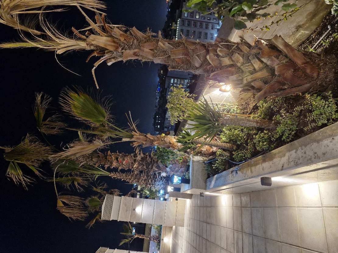 روف گاردن